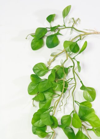 картинка Ампельная зелень эхинодоруса от магазина KALINA