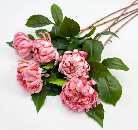 Хризантема коралловая 