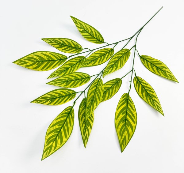 картинка Лист калатеи от магазина KALINA