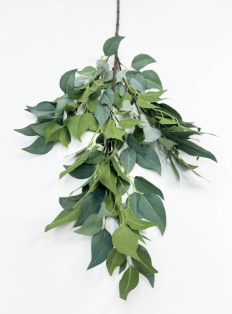 картинка Фикус ветка большая светло-зеленая от магазина KALINA