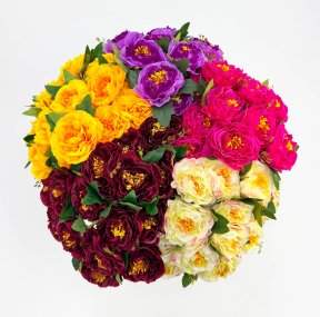 Пион "Арабелла" 15 цветков