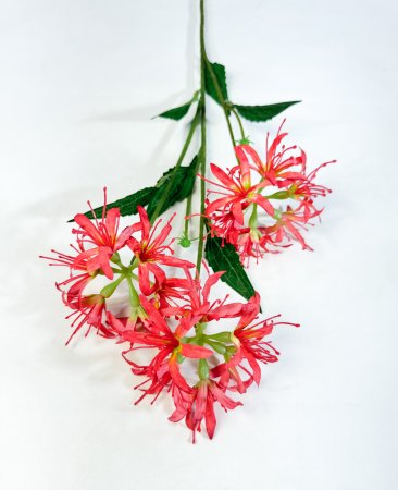 Ликорис красный