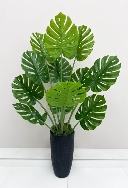 Монстера южно-американская 135 см БЕЗ КАШПО