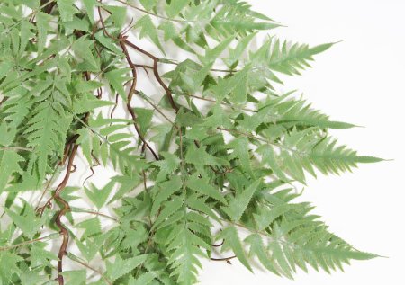 картинка Папоротник "Тагна" от магазина KALINA