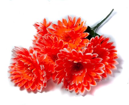 Букет астры "Лапки" 6 цветков