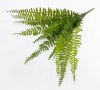 картинка Папоротник "Кучерявый" 14 листов от магазина KALINA