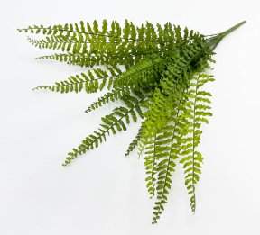 картинка Папоротник "Кучерявый" 14 листов от магазина KALINA