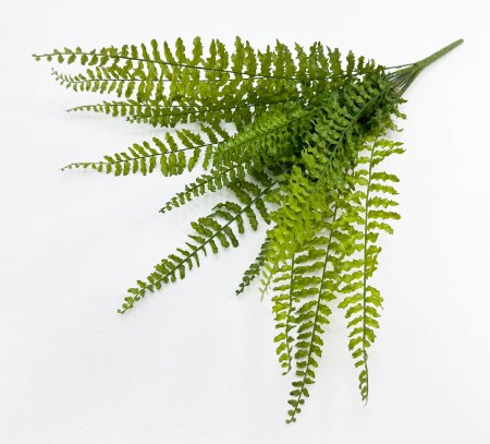 картинка Папоротник "Кучерявый" 14 листов от магазина KALINA