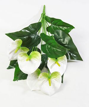 Антуриум "Белый" 5 цветков от магазина KALINA являющийся официальным дистрибьютором в России 