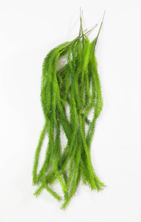 картинка Кемпфера ампельная 2 от магазина KALINA