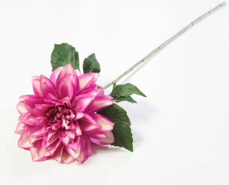 Соцветие георгина