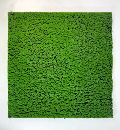 картинка Газон "Моховый" от магазина KALINA