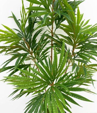 Драцена "Кредо" 14 крон 210 см БЕЗ КАШПО!!!