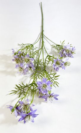 Нигелла сиреневая