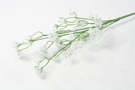 Гипсофила с тычикой