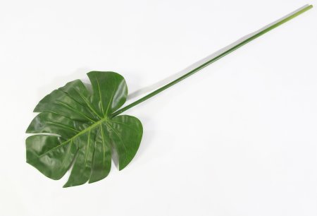 картинка Лист монстеры Грейт 2 от магазина KALINA