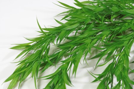 картинка Ампельный узколистный рускус от магазина KALINA