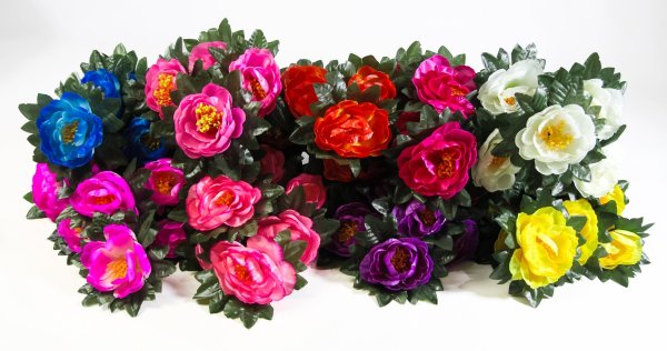 Пион "Аттракцион" 7 цветков