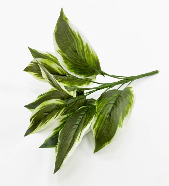 картинка Аглаонема комнатная 9 листов от магазина KALINA