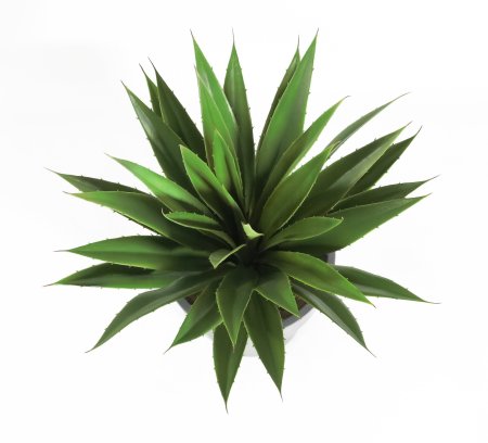 Агава Шака Зулу (БЕЗ КАШПО) 35 листов