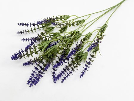 Лаванда Бичвуд Блю высокая