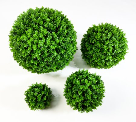 картинка Самшит Мурава№10 от магазина KALINA