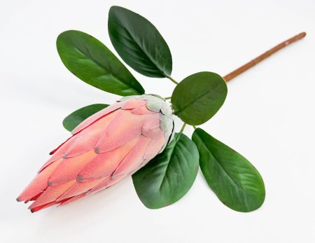 Протея "Королевская коралловая"