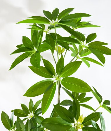 Шеффлера Амата БЕЗ КАШПО 130 см