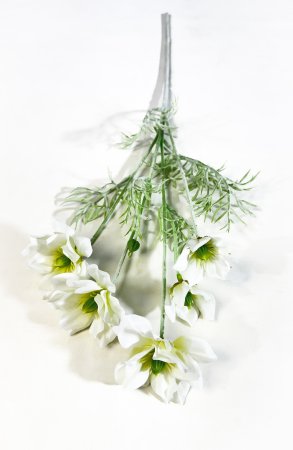 Клематис молочный