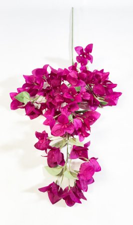 Бугенвиллея бордо