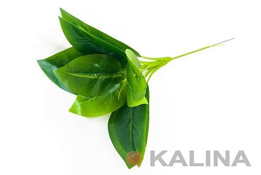 картинка Букет диффенбахия 9 листиков магазин KALINA являющийся официальным дистрибьютором в России 