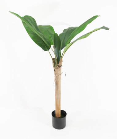 Куст банана 1 ствол 120 см