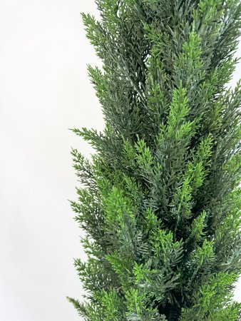 Туя Эйр Элеганс 120 см БЕЗ КАШПО