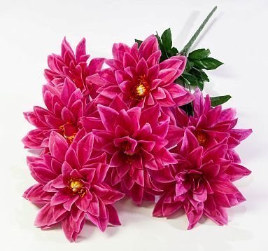 Георгин "Касабланка" 7 цветков от магазина KALINA являющийся официальным дистрибьютором в России 