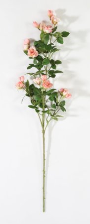 Кустовая роза чайная