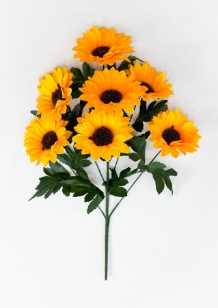 Подсолнух "Цвель"7 цветков