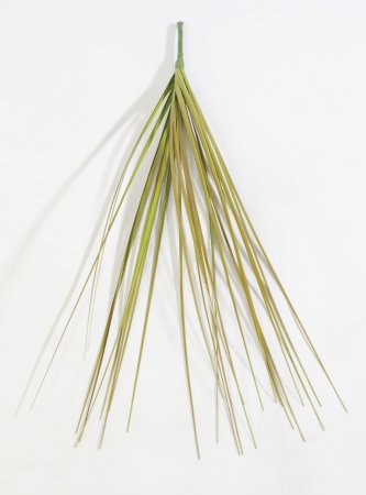 картинка Мискантус Грацилимус "Осень" от магазина KALINA