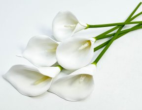 Цветок калла малый белый