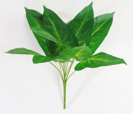 картинка Диффенбахия с желтой жилкой от магазина KALINA