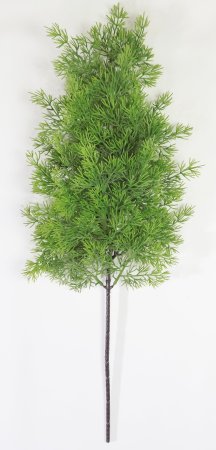 картинка Туя "Западная" 2 от магазина KALINA