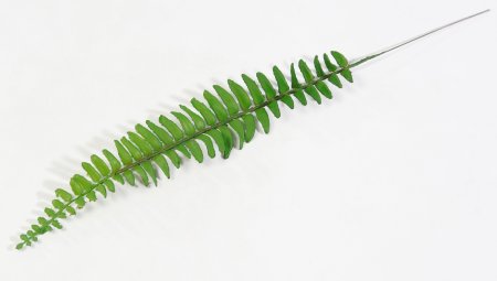 картинка Лист нефролеписа малый от магазина KALINA