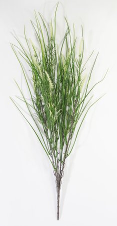 Ветка Тимофеевка