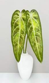 Антуриум "Варока осень" 