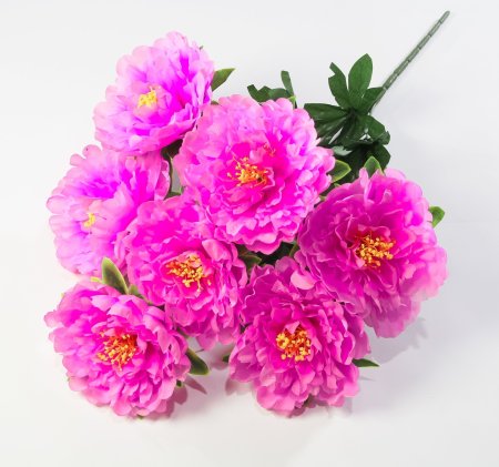 Пион "Гарант" 7 цветков