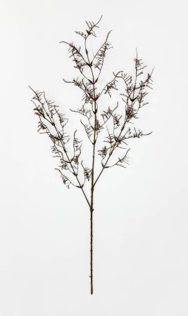 Ветка аспарагуса "Увяданье"