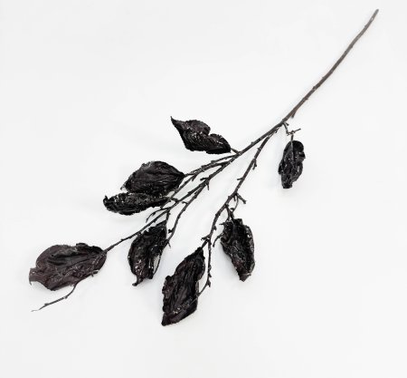 Ветка с крупными пожухлыми листами