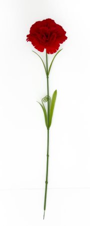 Гвоздика "Фурор" штучная