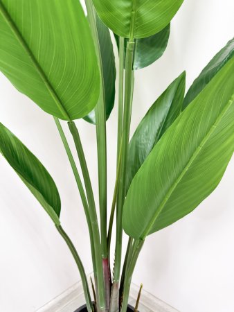 Стрелиция Королевская 140 см БЕЗ КАШПО