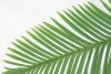 картинка Лист пальмы матовый 5 от магазина KALINA