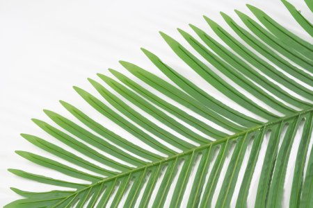 картинка Лист пальмы матовый 5 от магазина KALINA